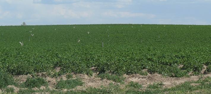 Idaho Agriculture thriving in this potato field with sprinkler heads