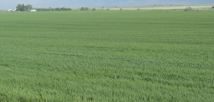 More southern Idaho Agriculture seen in this irrigated grain field 