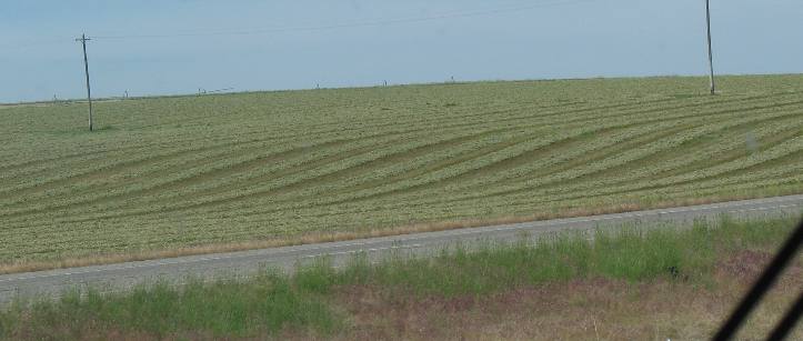 Drying rows of hay