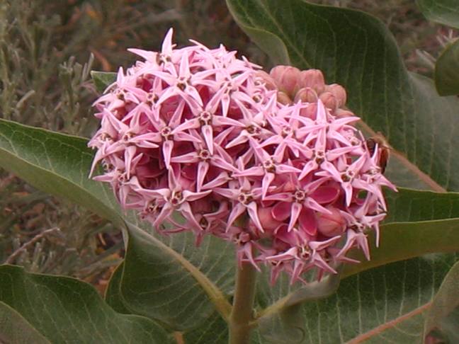 Showy milkweed Malad Gorge State Park