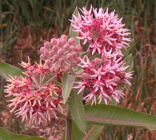 showy milkweed hagerman valley