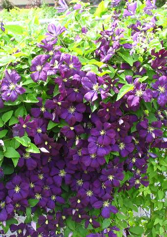 Beautiful clematis vine at Clear Creek Visitor Center in Buhl, Idaho