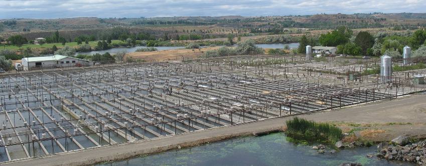 Growout ponds at Clear Springs Trout Farm in Buhl, Idaho