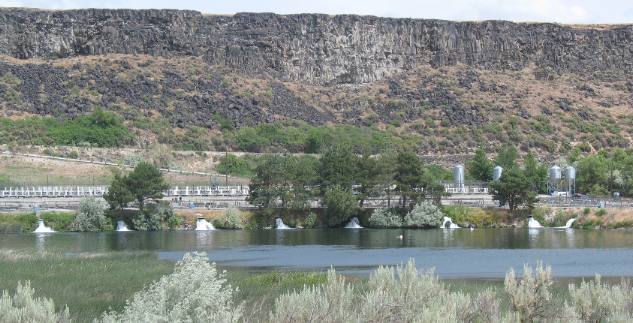 Clear Springs Trout Farm Bulh, Idaho with the solid basalt wall of Snake River Canyon in the background