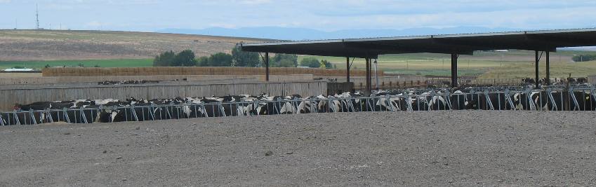 Large dairy operation in southern Idaho between Buhl and Hagerman