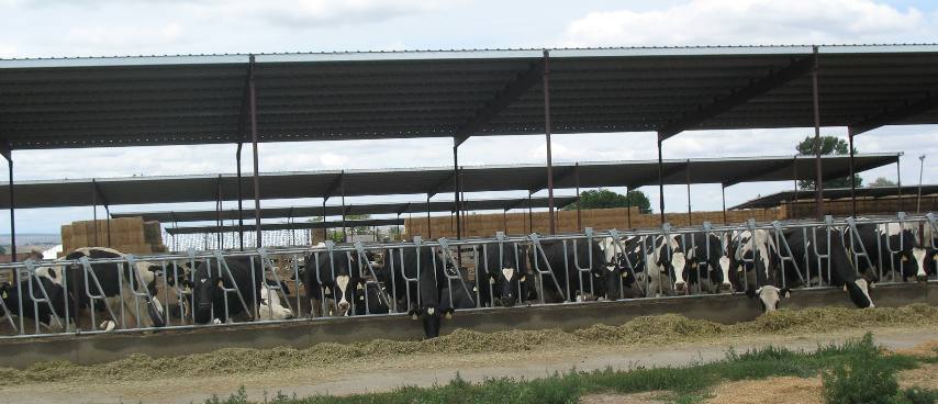 Large dairy operation around Buhl and Hagerman, Idaho