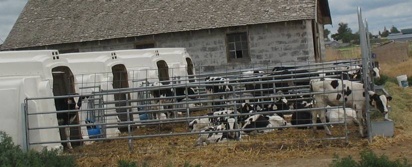 Calving area of a large dairy operation around Buhl and Hagerman, Idaho