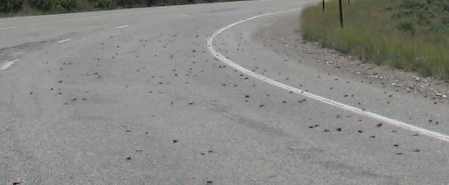 Locust on highway south of Fairfield, Idaho