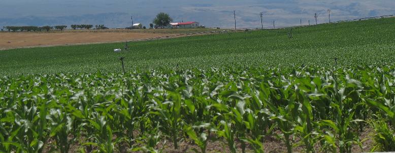 Irrigated corn field west of Boise, Idaho