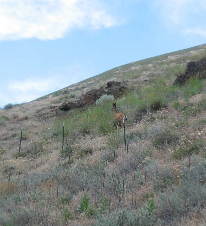 Mule deer and typical geology along the Salmon River around Riggins, Idaho