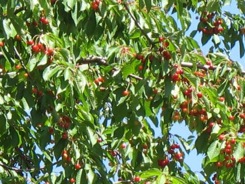 White Bird agriculture