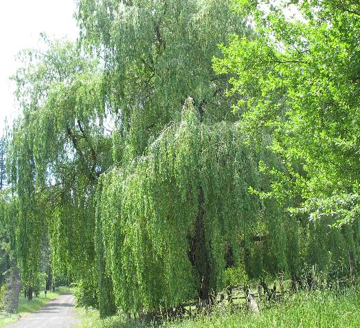 Huge willow tree along Deer Creek Road to Pittsburgh Landing on the Snake River in western Idaho