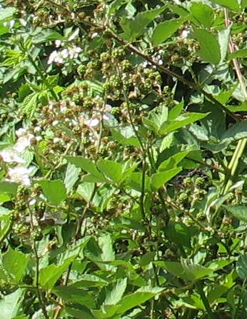 Blackberry bushes at Pittsburgh Landing in Hells Canyon NRA southwest of White Bird, Idaho