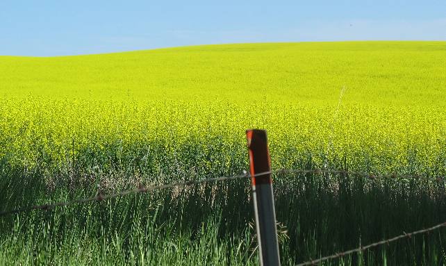 We were mesmerized by the brilliant yellow canola fields