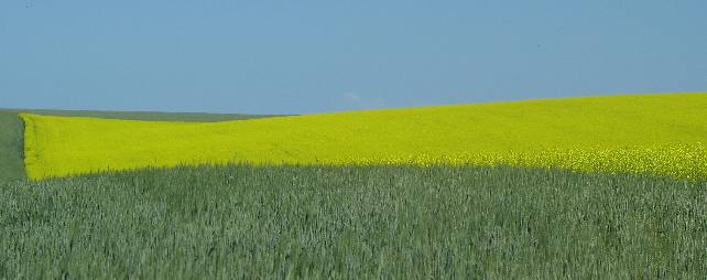 The Camas Prairie consist of patterns alternating between grain & canola fields