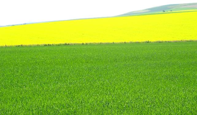 Canola and grain an amazing contrast in color on the Camas Prairie