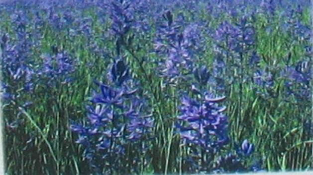 The Camas Prairie was named for Camas lilies like these