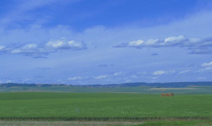 Grain field stretching to the horizon in the Camas Valley of western Idaho west of Nezperce