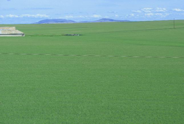 Grain field stretching to the horizon in the Camas Valley of western Idaho west of Nezperce