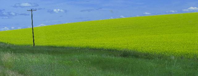 Canola field stretching to the horizon in the Camas Valley of western Idaho west of Nezperce