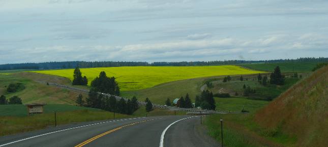 Bright yellow canola field in the Camas Valley of western Idaho