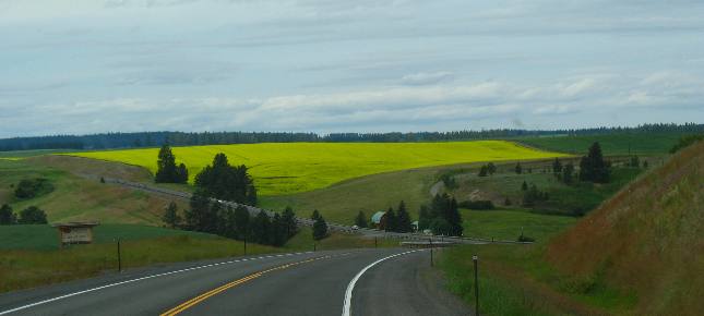 Camas Prairie Canola Fields