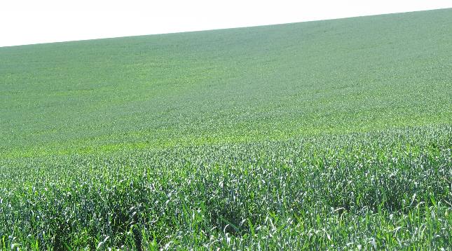 Grain field in the Camas Prairie east of Nezperce in western Idaho