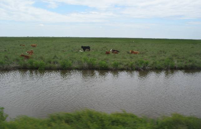 Cows have returned to the prairies of south Louisiana after hurrican Rita
