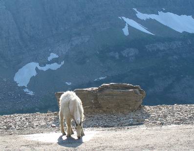 Mountain Goat on Going to the Sun Highway Glacier National Park