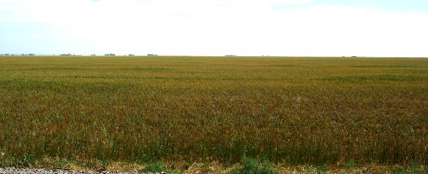 Wheat fields around Cut Bank, Montana