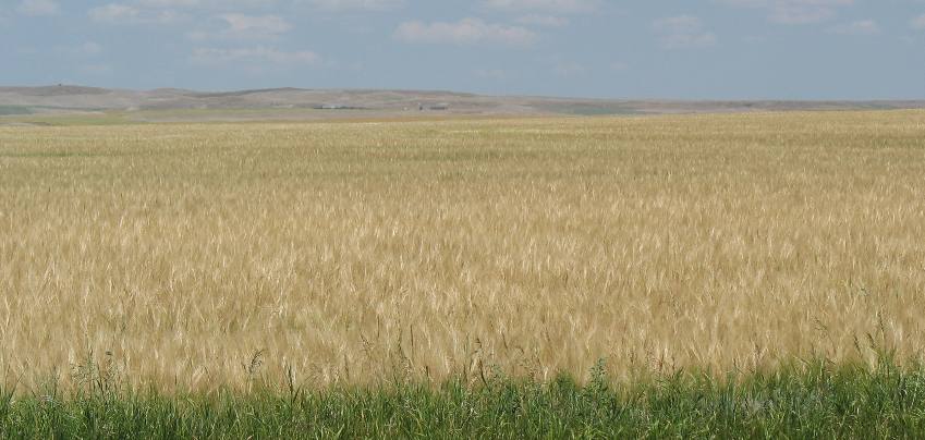 Wheat fields around Cut Bank, Montana