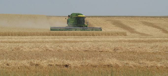 Montana Grain Harvest