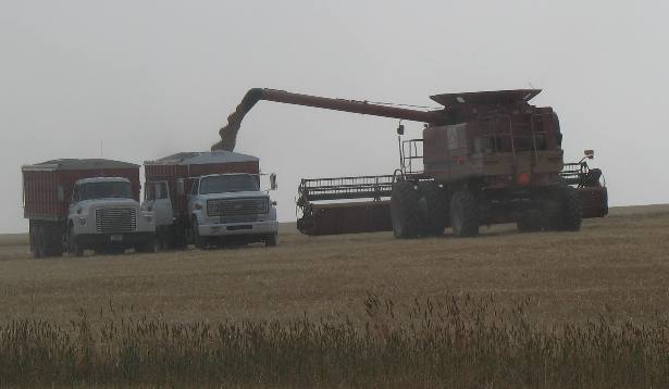 Montana Grain Harvest