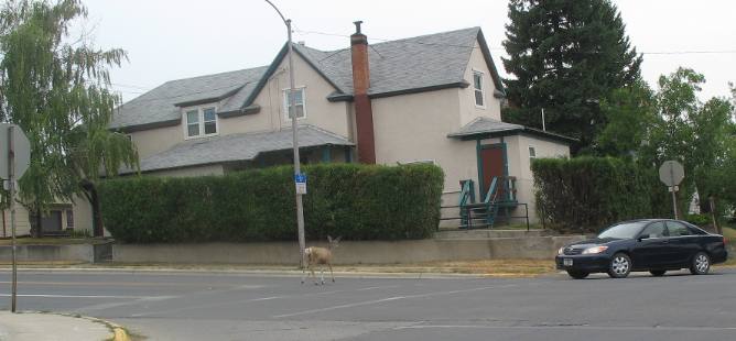 Deer crossing street in residential area of Helena, Montana