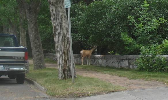 Deer in Helena Montana residential neighborhood