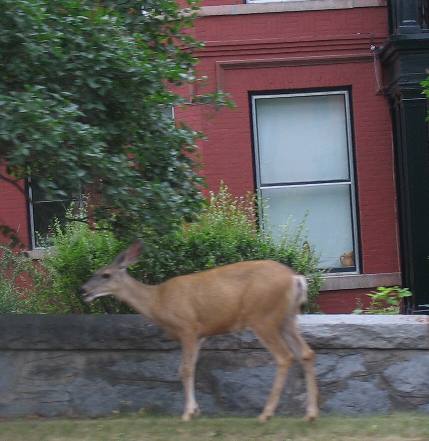 Deer resting in residential yard in Helena, Montana