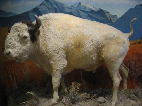White buffalo "Big Medicine" on display in Montana Historical Museum