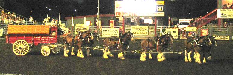 Budweiser Clydesdales performing at Helena, Montana Rodeo
