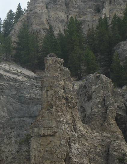 Osprey nest on top of a hoodoo