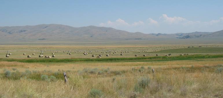 field of Montana hay near Lincoln