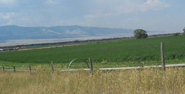 Alfalfa Hay ready to be mowed near Townsend, Montana