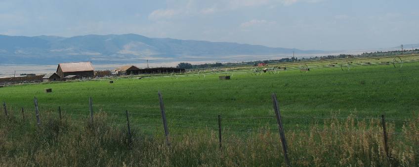 Alfalfa Hay field near Townsend, Montana