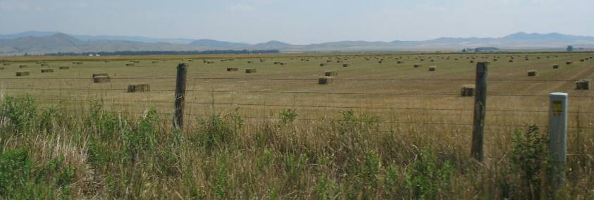 Field of baled hay