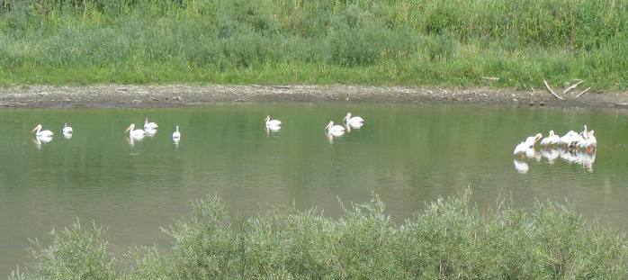 White Pelicans on the Missouri River