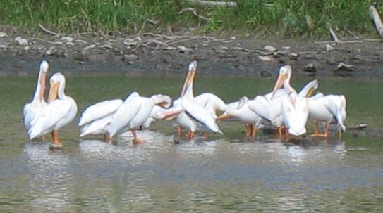 White pelicans below Toston Dam