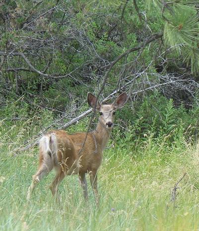 Deer near Canyon Ferry Lake in Montana