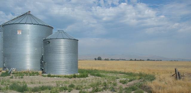 Wheat fields south of Helena, Montana