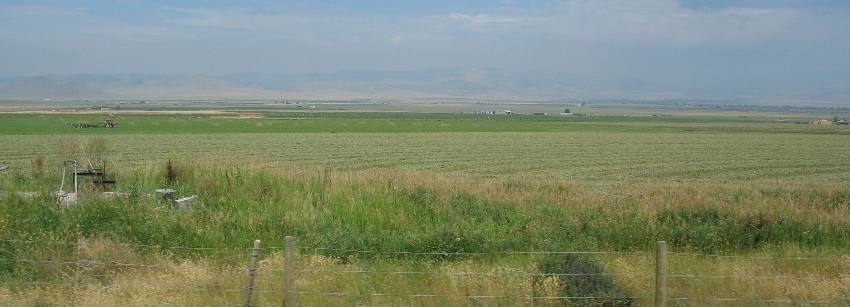 Alfalfa drying in field after being cut near Townsend, Montana