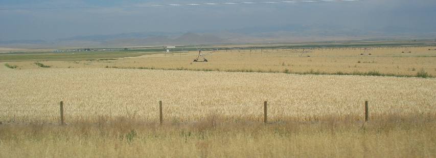 Wheat field almost ready for harvest near Townsend, Montana