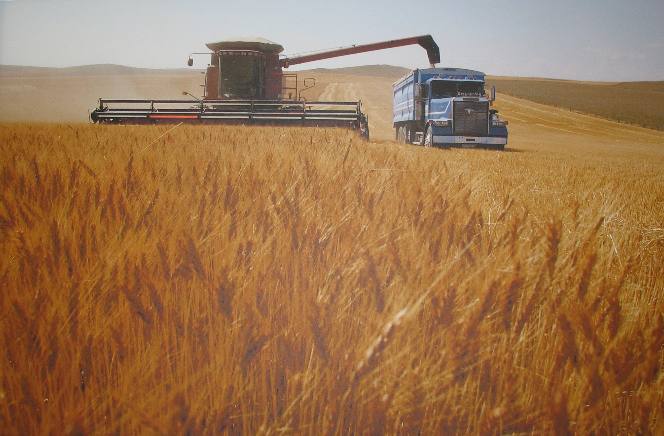 Harvesting Montana Wheat